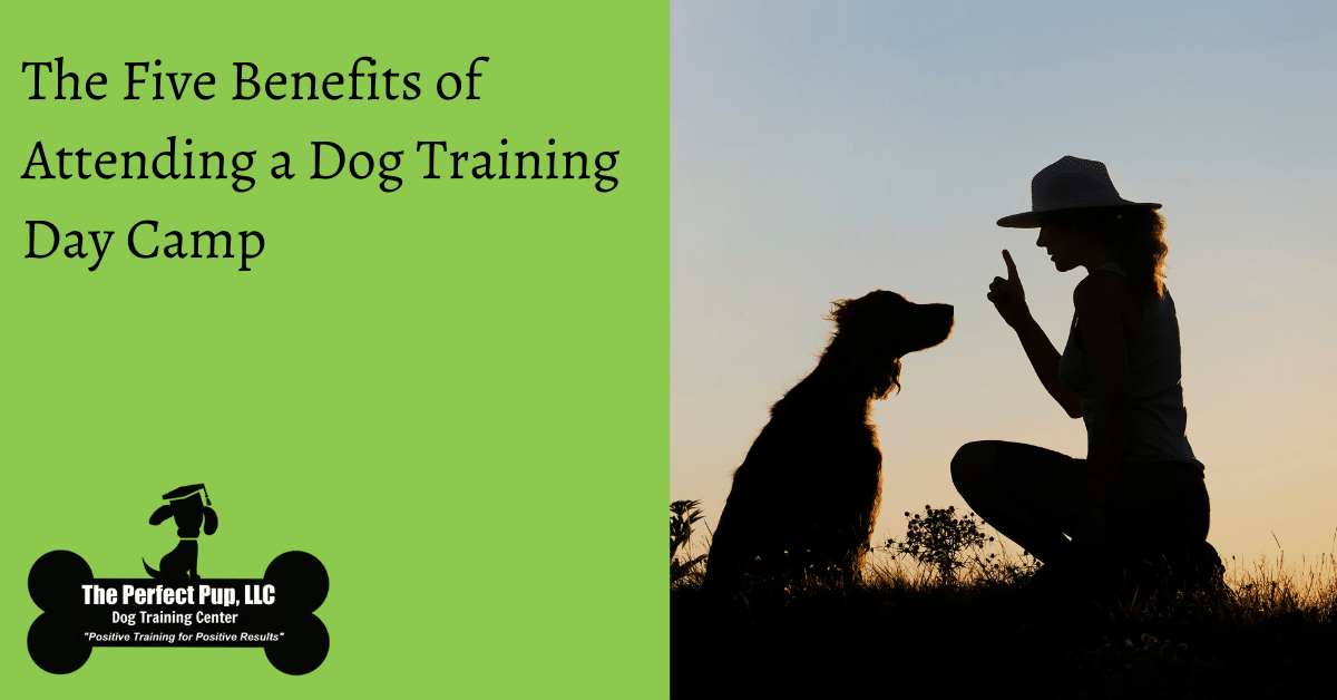 Obedience Training Conroe