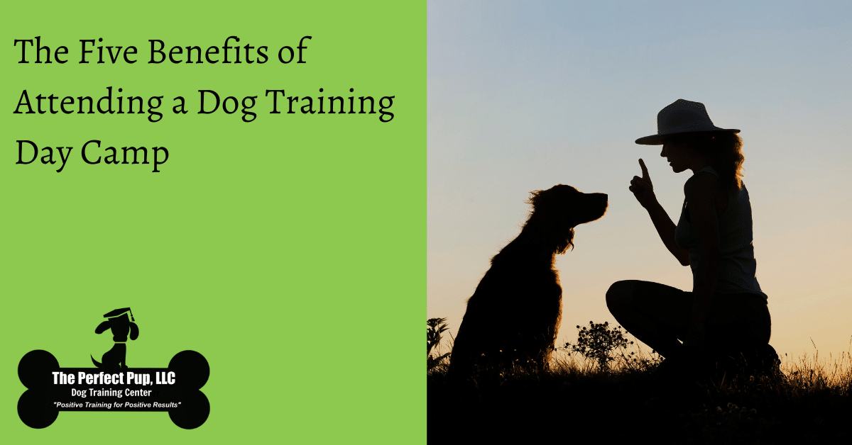 Dog Trainer Near Conroe