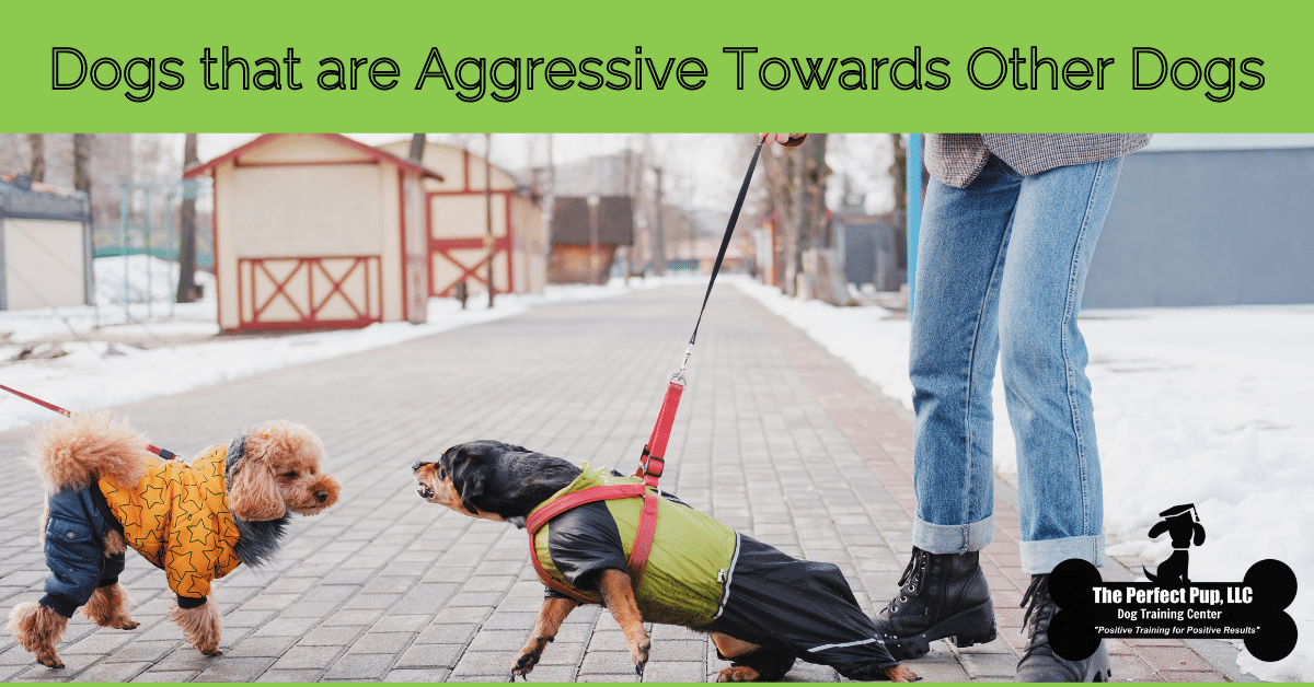 Dog aggressive to other dogs on leash online